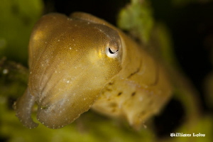 Cute fellow that didn't wanna move... by William Loke 